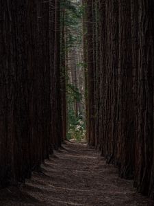 Preview wallpaper forest, trees, pines, rows, path