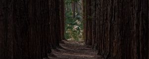 Preview wallpaper forest, trees, pines, rows, path