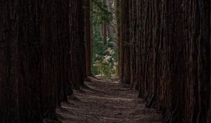 Preview wallpaper forest, trees, pines, rows, path
