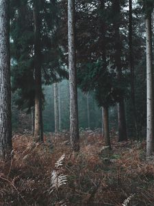 Preview wallpaper forest, trees, pines, grass, nature