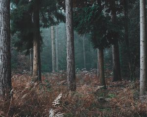 Preview wallpaper forest, trees, pines, grass, nature