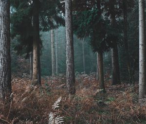 Preview wallpaper forest, trees, pines, grass, nature