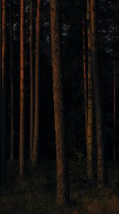 Preview wallpaper forest, trees, pines, dark