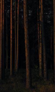 Preview wallpaper forest, trees, pines, dark