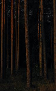 Preview wallpaper forest, trees, pines, dark