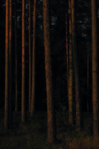 Preview wallpaper forest, trees, pines, dark