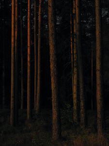 Preview wallpaper forest, trees, pines, dark