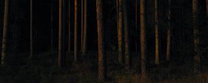 Preview wallpaper forest, trees, pines, dark