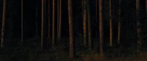 Preview wallpaper forest, trees, pines, dark