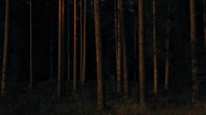 Preview wallpaper forest, trees, pines, dark