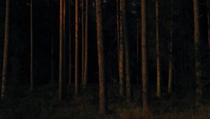 Preview wallpaper forest, trees, pines, dark