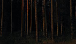 Preview wallpaper forest, trees, pines, dark