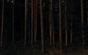 Preview wallpaper forest, trees, pines, dark