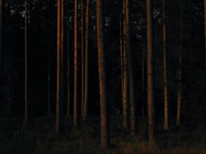 Preview wallpaper forest, trees, pines, dark