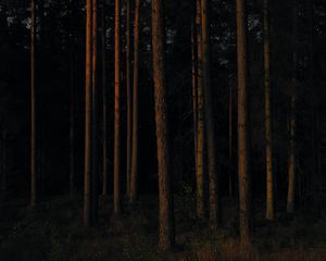 Preview wallpaper forest, trees, pines, dark