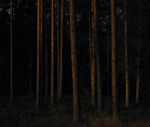 Preview wallpaper forest, trees, pines, dark