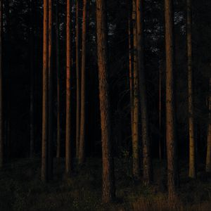 Preview wallpaper forest, trees, pines, dark