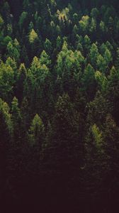 Preview wallpaper forest, trees, pines, green, coniferous