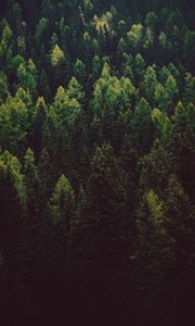 Preview wallpaper forest, trees, pines, green, coniferous