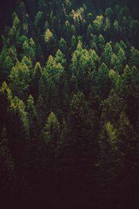 Preview wallpaper forest, trees, pines, green, coniferous