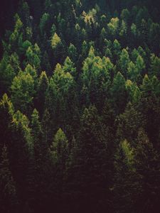 Preview wallpaper forest, trees, pines, green, coniferous