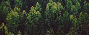 Preview wallpaper forest, trees, pines, green, coniferous