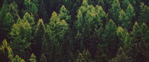 Preview wallpaper forest, trees, pines, green, coniferous