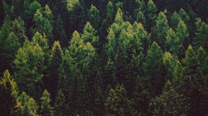 Preview wallpaper forest, trees, pines, green, coniferous
