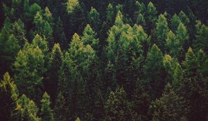 Preview wallpaper forest, trees, pines, green, coniferous