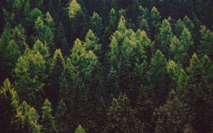 Preview wallpaper forest, trees, pines, green, coniferous