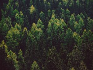 Preview wallpaper forest, trees, pines, green, coniferous