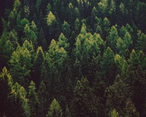 Preview wallpaper forest, trees, pines, green, coniferous
