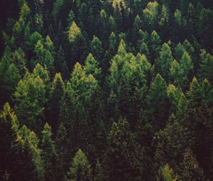 Preview wallpaper forest, trees, pines, green, coniferous