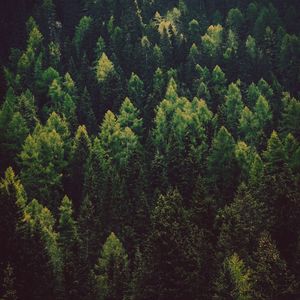 Preview wallpaper forest, trees, pines, green, coniferous