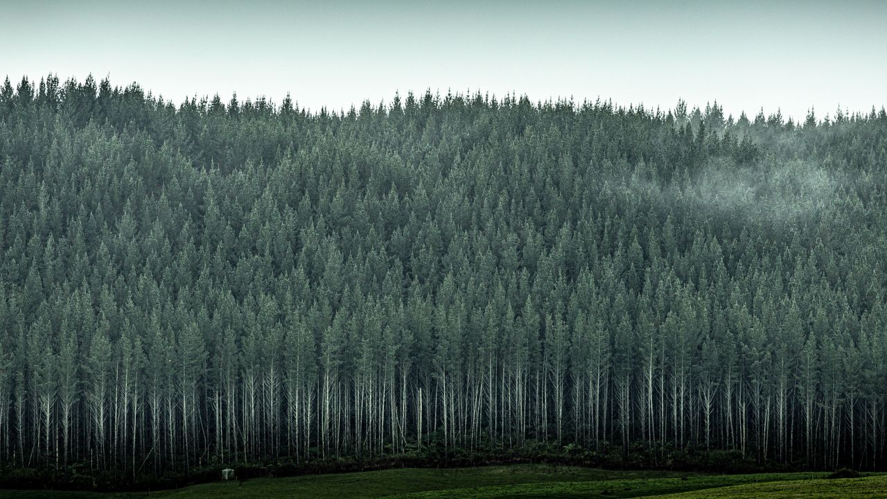 Wallpaper forest, trees, pines, conifer