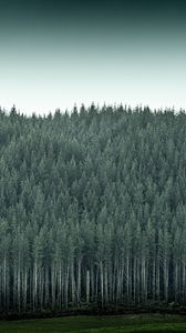 Preview wallpaper forest, trees, pines, conifer