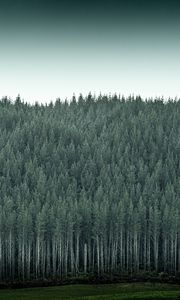 Preview wallpaper forest, trees, pines, conifer