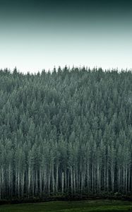 Preview wallpaper forest, trees, pines, conifer