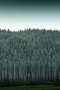 Preview wallpaper forest, trees, pines, conifer