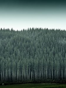 Preview wallpaper forest, trees, pines, conifer