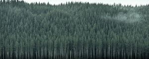 Preview wallpaper forest, trees, pines, conifer