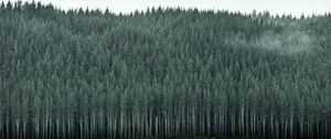 Preview wallpaper forest, trees, pines, conifer