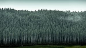 Preview wallpaper forest, trees, pines, conifer