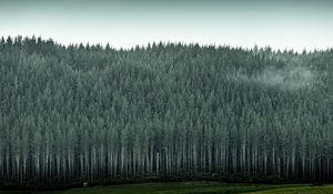 Preview wallpaper forest, trees, pines, conifer