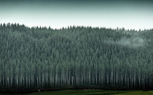 Preview wallpaper forest, trees, pines, conifer