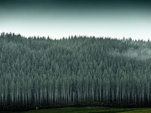 Preview wallpaper forest, trees, pines, conifer