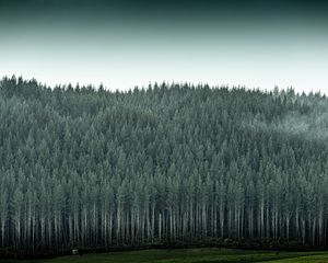 Preview wallpaper forest, trees, pines, conifer