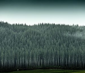 Preview wallpaper forest, trees, pines, conifer