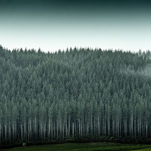 Preview wallpaper forest, trees, pines, conifer