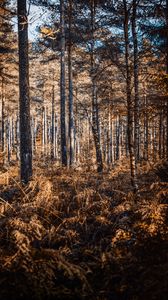 Preview wallpaper forest, trees, pines, birches, autumn, nature